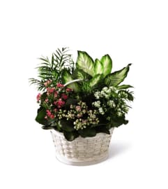 The FTD® Rural Beauty™ Dishgarden. An arrangement by Mystic Garden Floral.