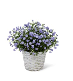 The FTD® Campanula. An arrangement by Sandy's Florist.