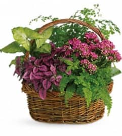 Living Garden. An arrangement by Awesome Blossom.