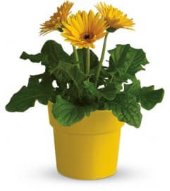 Rainbow Rays Potted Gerbera - Yellow. An arrangement by Fabulous Flowers.
