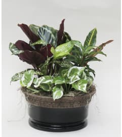 Classic Ceramic Dish Garden. An arrangement by Flowers by Peter.