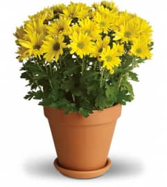 Sweet as a Daisy. An arrangement by Sunrise Greenery.
