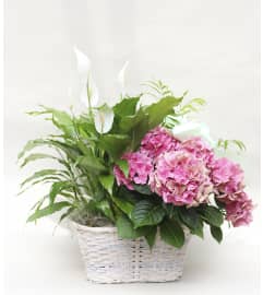 Spring Plant Trio. An arrangement by Flowers by Peter.