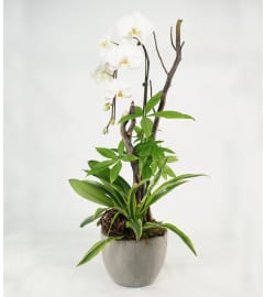 White Orchid Planter. An arrangement by Flower Fantasy Inc..