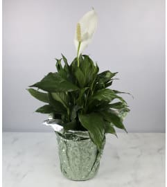 Large Decorative Peace Lily. An arrangement by Detas Heavenly Florist.