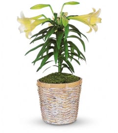 Easter Lily Plant. An arrangement by Sunrise Greenery.