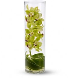 Zensational. An arrangement by Devine Orchid.