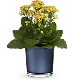 Teleflora's Golden Morning Plant. An arrangement by Marivel's Florist and Gifts.