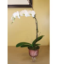 Orchid of Elegance. An arrangement by Ditmars Flower Shop.