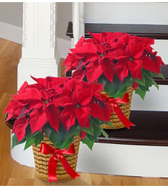 Poinsettia Package. An arrangement by Graceland Florist.
