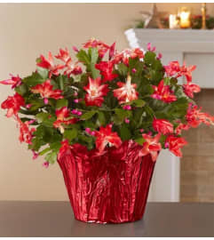 Christmas Cactus. An arrangement by Flowers of Jacksonville.