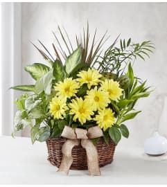 Dish Garden with Fresh Cut Flowers. An arrangement by Susana's Flowers.