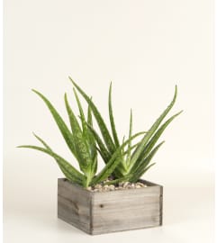 Decorative Aloe Plant. An arrangement by A Plus Flowers and Gifts.