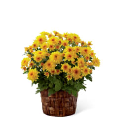 The FTD® Chrysanthemum. An arrangement by Royal Louis Florist.