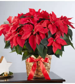 Poinsettia Plant. An arrangement by Graceland Florist.