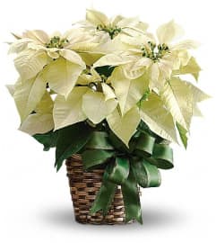 White Poinsettia. An arrangement by GardeLina Flowers.