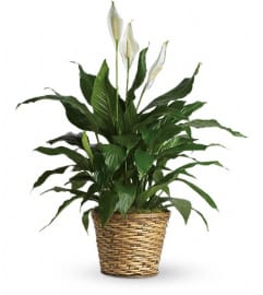 Simply Elegant Spathiphyllum - Medium. An arrangement by Alliston Flowers.