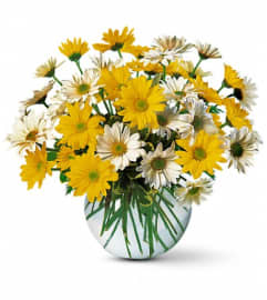 Dashing Daisies. An arrangement by Wasaga Flowers.