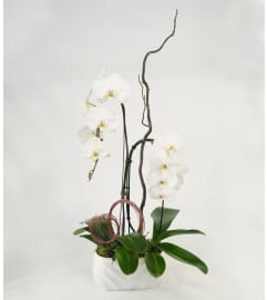Double White Orchid Elegant Planter. An arrangement by Flower Fantasy Inc..