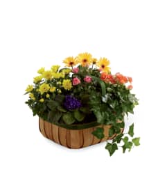The FTD® Gentle Blossoms™ Basket. An arrangement by Mystic Garden Floral.