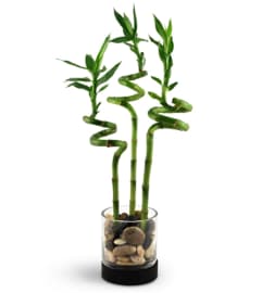 Bamboo Bliss. An arrangement by Rustic Rose Floral and Gift Shop.
