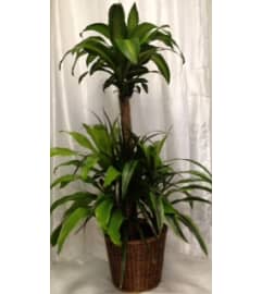 DRACAENA/CORN PLANT. An arrangement by The Floral Basket.