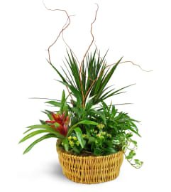 Classic Dish Garden. An arrangement by Abundant Flowers and Gift Shoppe.