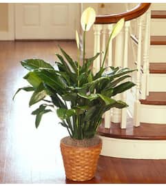 Spathiphyllum Floor Plant. An arrangement by Garden of Eden Floral.