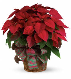 Large Red Poinsettia. An arrangement by Fabulous Flowers.