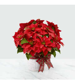 The FTD® Happiest Holidays™ Poinsettia. An arrangement by Eve's Baskets and More LLC.