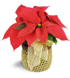 Petite Poinsettia. An arrangement by Big Event Floral and Decorating Co..