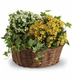 Basket of Joy. An arrangement by Margaret's Florist.