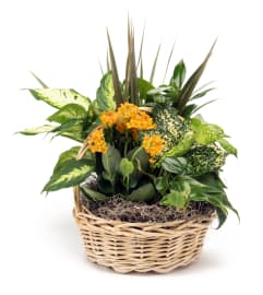 Plant One On Me - Basket. An arrangement by Yesterday's Florist and Gifts.