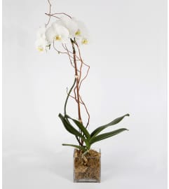 White Phalaenopsis Plant. An arrangement by Masters and Company Florist.