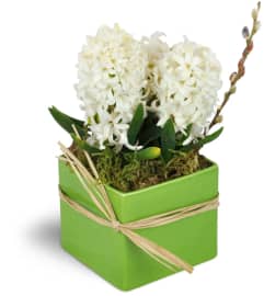 White Hyacinth Planter™. An arrangement by Floral Occasions and Event Rental LLC.
