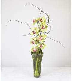 Timeless Orchid. An arrangement by Clark's House of Flowers.