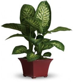 Delightful Dieffenbachia. An arrangement by Dowling Flowers.