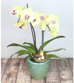 Decorative Orchid Plant. An arrangement by Pike Creek Flower and Gift Shoppe.