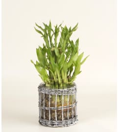 Bamboo in Glass. An arrangement by A Plus Flowers and Gifts.