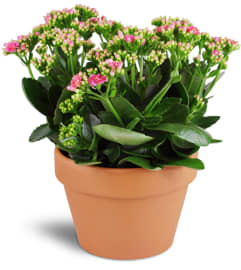 Kalanchoe Plant. An arrangement by Yesterday's Florist and Gifts.