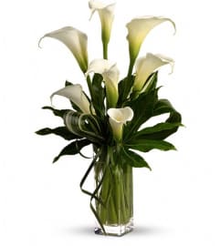 My Fair Lady by Teleflora. An arrangement by Pompano Beach Floral.
