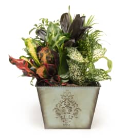 Plant One On Me - Tin. An arrangement by Matles Florist.