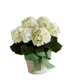 The FTD® White Hydrangea Planter. An arrangement by Mystic Garden Floral.