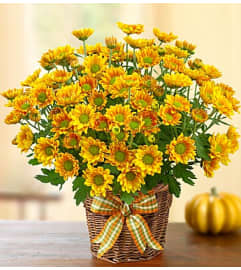 Fall Mum in Basket. An arrangement by Blessing and Blooms Florist.