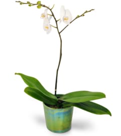 Orchid Simplicity. An arrangement by Abundant Flowers and Gift Shoppe.