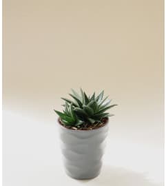 Petite Succulent Plant. An arrangement by Midtown Florist.