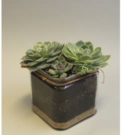 Perfect Succulent. An arrangement by Osborne Florist.