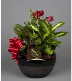 Forked River Dish Garden. An arrangement by Forked River Florist.
