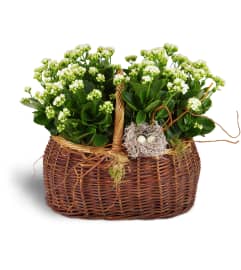 Nestling Kalanchoe Basket. An arrangement by Abundant Flowers and Gift Shoppe.