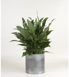 Decorative House Plant. An arrangement by A Plus Flowers and Gifts.